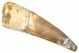 Fossil Spinosaurus Tooth - Real Fossil Tooth #372914-1